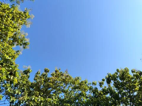 A unique low-angle perspective captured from beneath a tree, showcasing the intr Stock-Fotos