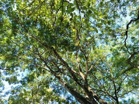 A unique low-angle perspective captured from beneath a tree, showcasing the intr Stock-Fotos