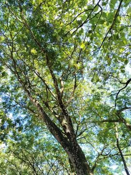 A unique low-angle perspective captured from beneath a tree, showcasing the intr Stock-Fotos