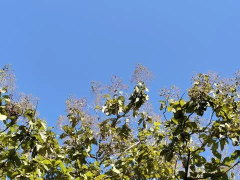 A unique low-angle perspective captured from beneath a tree, showcasing the intr Stock-Fotos
