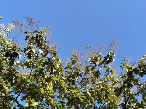 A unique low-angle perspective captured from beneath a tree, showcasing the intr Stock-Fotos