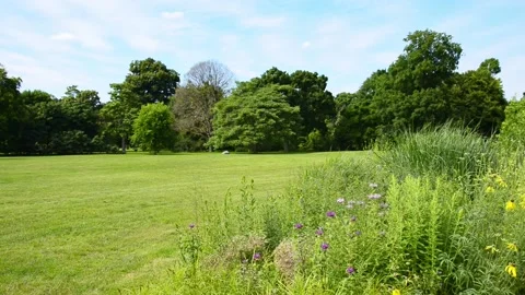 Unique lush tropical vegetation, Berggarten botanical gardens Hannover, Germany. Stock Footage 171997697