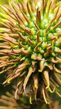 Unique Macro of Rambutan Texture Stock Photos
