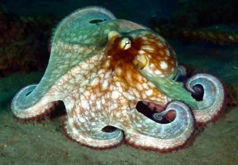 Unique Marine Creature on the Sandy Bottom. Foto stock