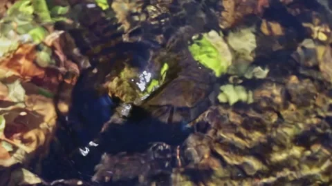 Unique Mini Whirl Pool Trapping Leaves On Oak Creek In Sedona AZ Stock Footage 346564087