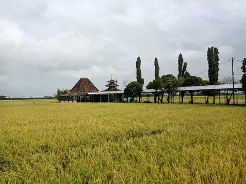 Unique mosque in the middle of rice fields Stock Photos