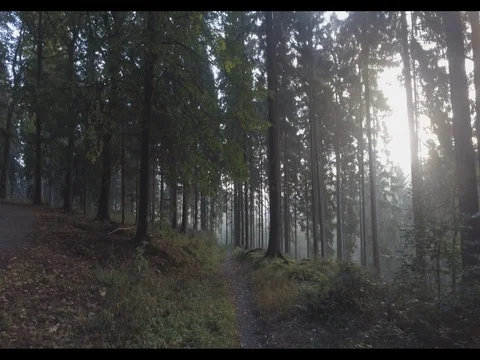 Unique movement of a drone through a forrest in the morning Stock Footage 77063575