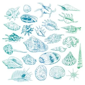 Unique museum collection of sea shells rare endangered species, molluscs Biva Stock Illustration