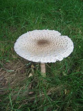 Unique mushroom found in natural setting Stock Photos