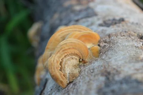Unique mushroom Stock Photos