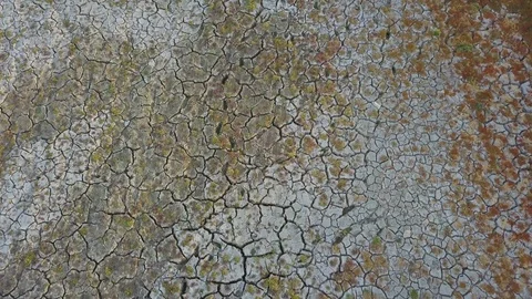 Unique natural cracked mud background texture with greenery regrowth Vídeo Stock 98617280