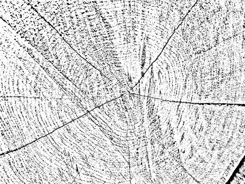 Unique, natural grunge texture featuring a cross-section of a tree 스톡 일러스트