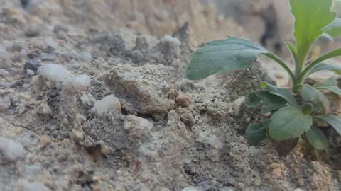 Unique nature 2 Stock Footage 280285636