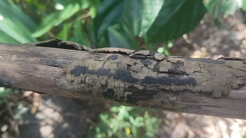 Unique nature 3 Stock Footage 280285919