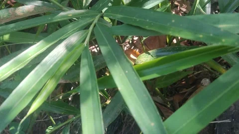 Unique nature 4 Stock Footage 280285941