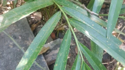 Unique nature 6 Stock Footage 280285961