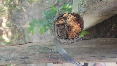 Unique nature 7 Stock Footage 280286043