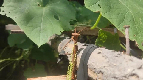 Unique nature 7 Stock Footage 280289787