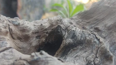 Unique nature Stock Footage 280285583