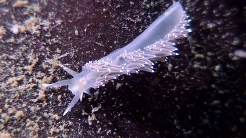 Unique nudibranch slug Coryphella verrucosa clear seabed underwater White Sea. Stock Footage