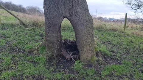 A unique oak tree, view from bottom to top in winter Stock Footage 258619536