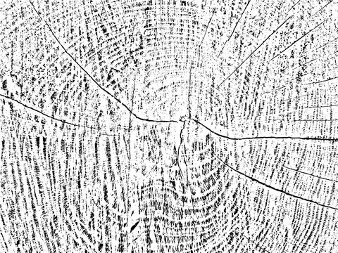 Unique, organic grunge texture of a tree cross-section with cracks Illustrazione stock