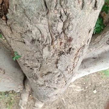Unique organic horizontal pattern deeply grooved grey tree trunk Stock Photos