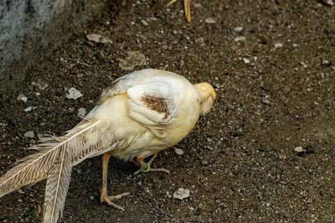 Unique pale-feathered pheasant with a long tail foraging on dirt ground, di.. Stock Photos