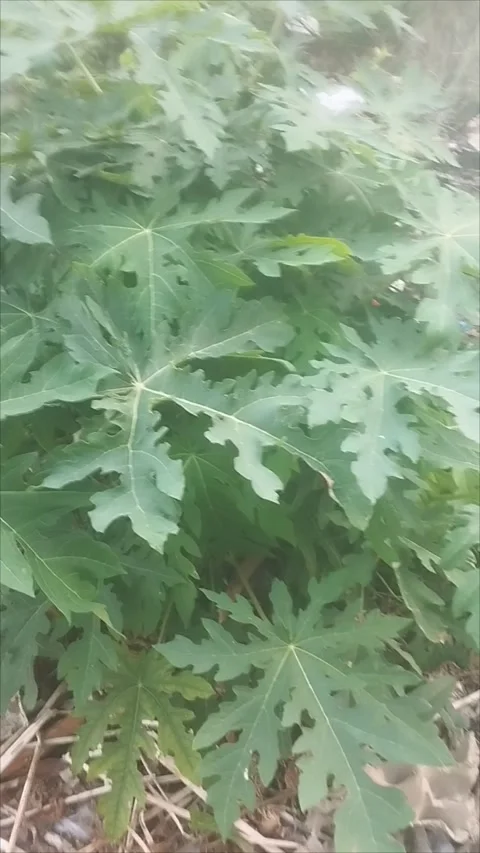 Unique papaya tree plant Stock Footage 290985154