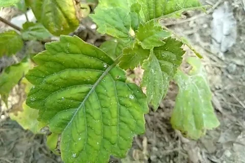 Unique patchouli leaves 스톡 동영상 241705438