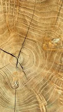 Unique pattern of cut tree trunk, close up shot Stock Photos