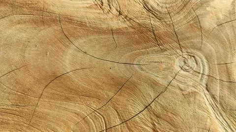 Unique pattern of cut tree trunk, close up shot Stock Photos