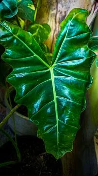 Unique pattern of leaf Stock Photos