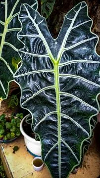 Unique pattern of leaf Foto stock