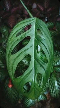 Unique pattern of leaf 스톡 사진