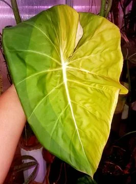 A unique pattern on the new unfurling leaf of Philodendron Pastazanum, a ra.. Stock Photos