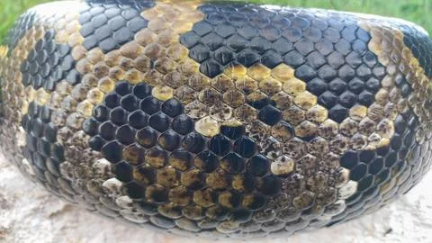 The Unique Pattern of the Python's Scales Foto stock