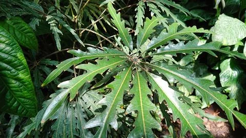 Unique patterned foliage in natural light Stock Photos
