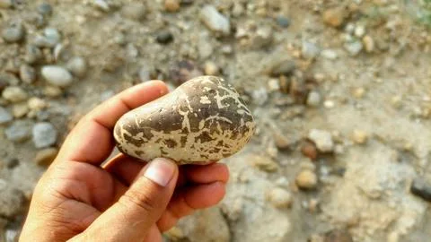 Unique Patterned River Pebble Held In Hand Outdoor Geology Finding Stockfoto's