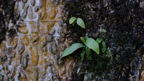 Unique patterned wood recorded, suitable for collections Stock Footage 209908381