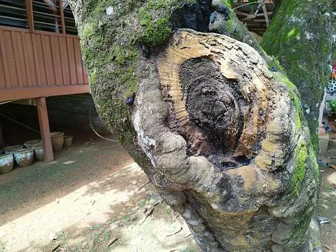 Unique patterns on tree trunks Stock Photos