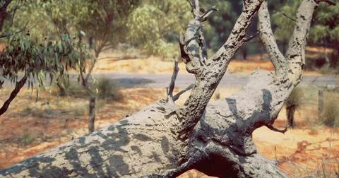 Unique patterns on a weathered tree trunk in a dry Australian landscape Stock Illustration