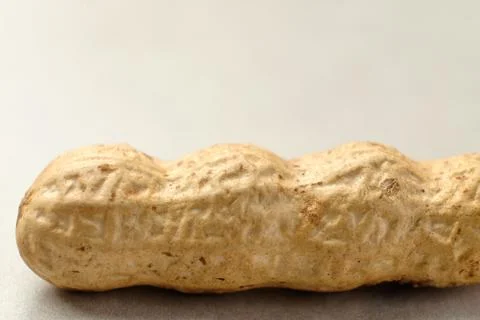 Unique peanut showcasing its natural textures and earthy tones 스톡 사진