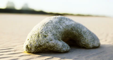 Unique pebble resembling a bear on a sandy beach at sunset Stock Footage 310408059