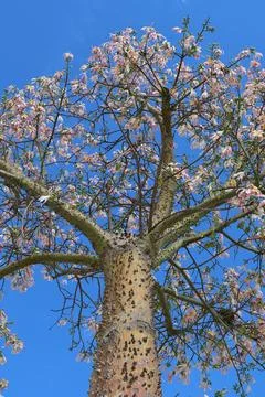 Unique perspective of a flowering kapok tree against a bright blue sky Foto stock