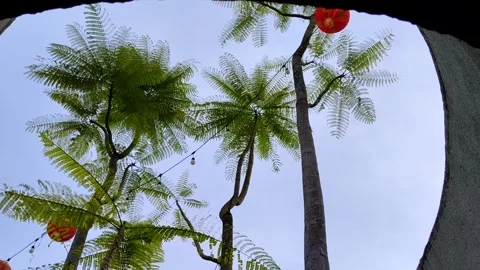 A unique perspective focusing upward through tall fern trees set against the sky Stock Footage 302370791