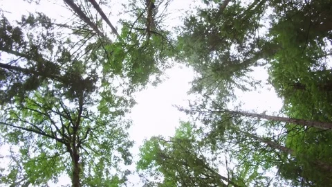 Unique perspective looking up while walking past forest pine trees Stock Footage 84238666