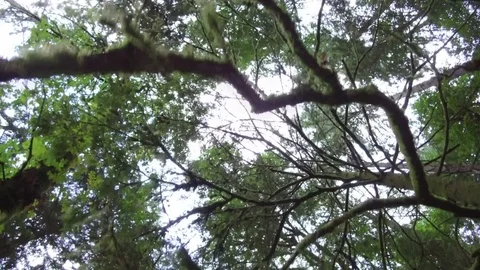 Unique perspective looking up while walking past forest pine trees Видео 84238804