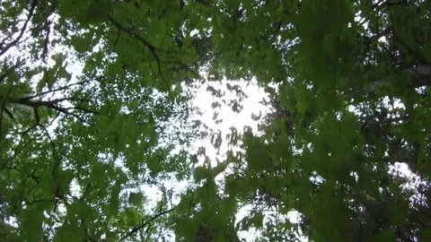 Unique perspective looking up while walking past forest pine trees Stock Footage 84241174