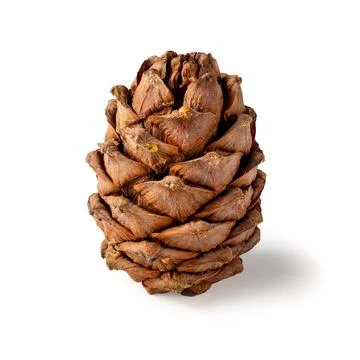 Unique pine cone found in a tranquil forest setting during an autumn afternoon Stock Photos